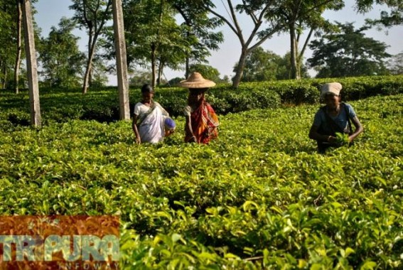 Weather change ushers season for Tripura tea cultivation